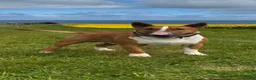 English Bull Terrier dogs for stud: Reggie  - Advert 3