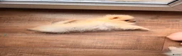Pomeranian dogs for sale: ✨ Exceptional Pomeranian Puppies – KC Reg ✨ - Advert 6