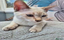 Snowshoe cats for sale:  pedigree Tica reg  snowshoes  READY NOW - Image 19