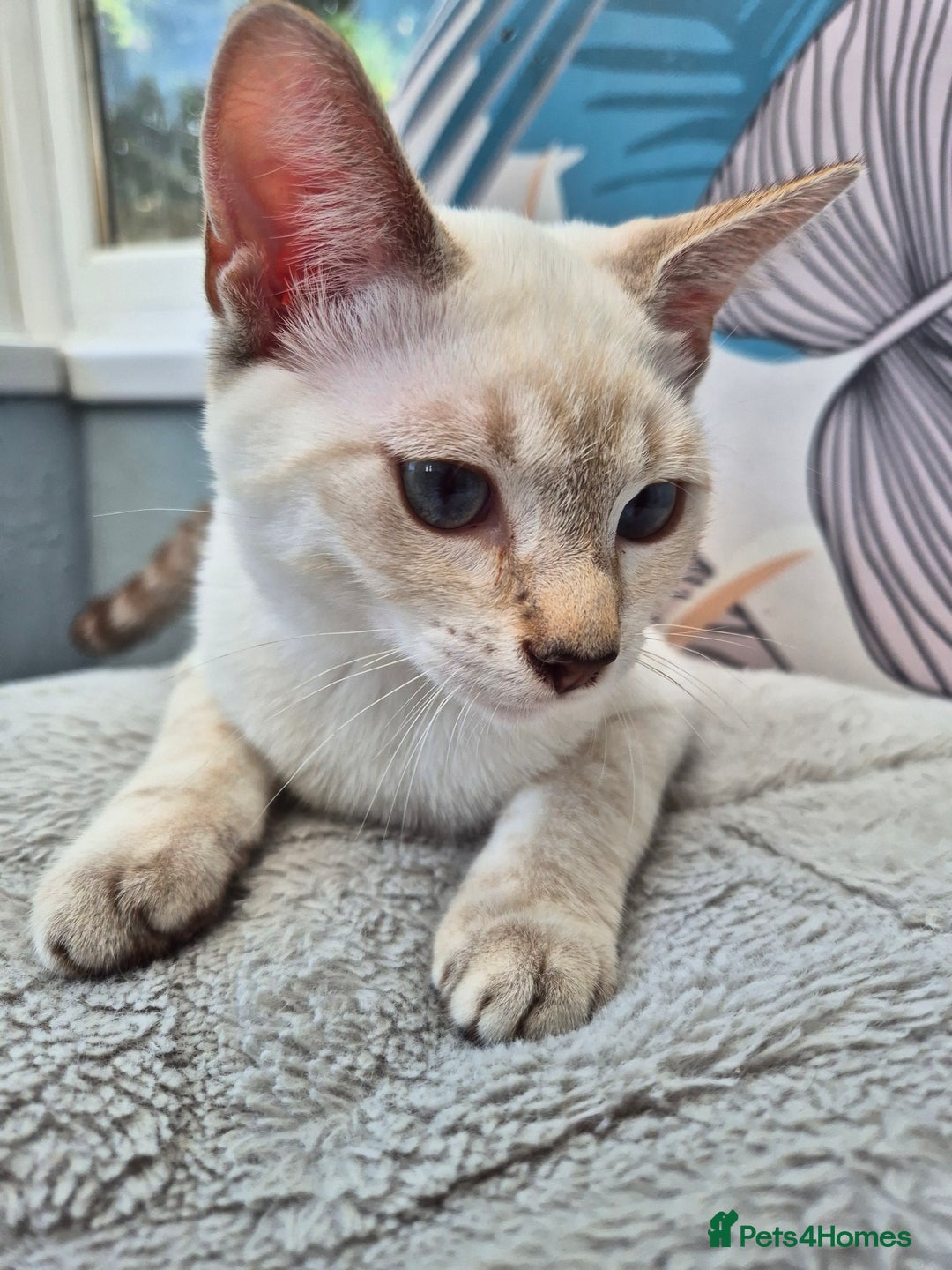 Snowshoe cats for sale:  pedigree Tica reg  snowshoes  READY NOW - Image 19