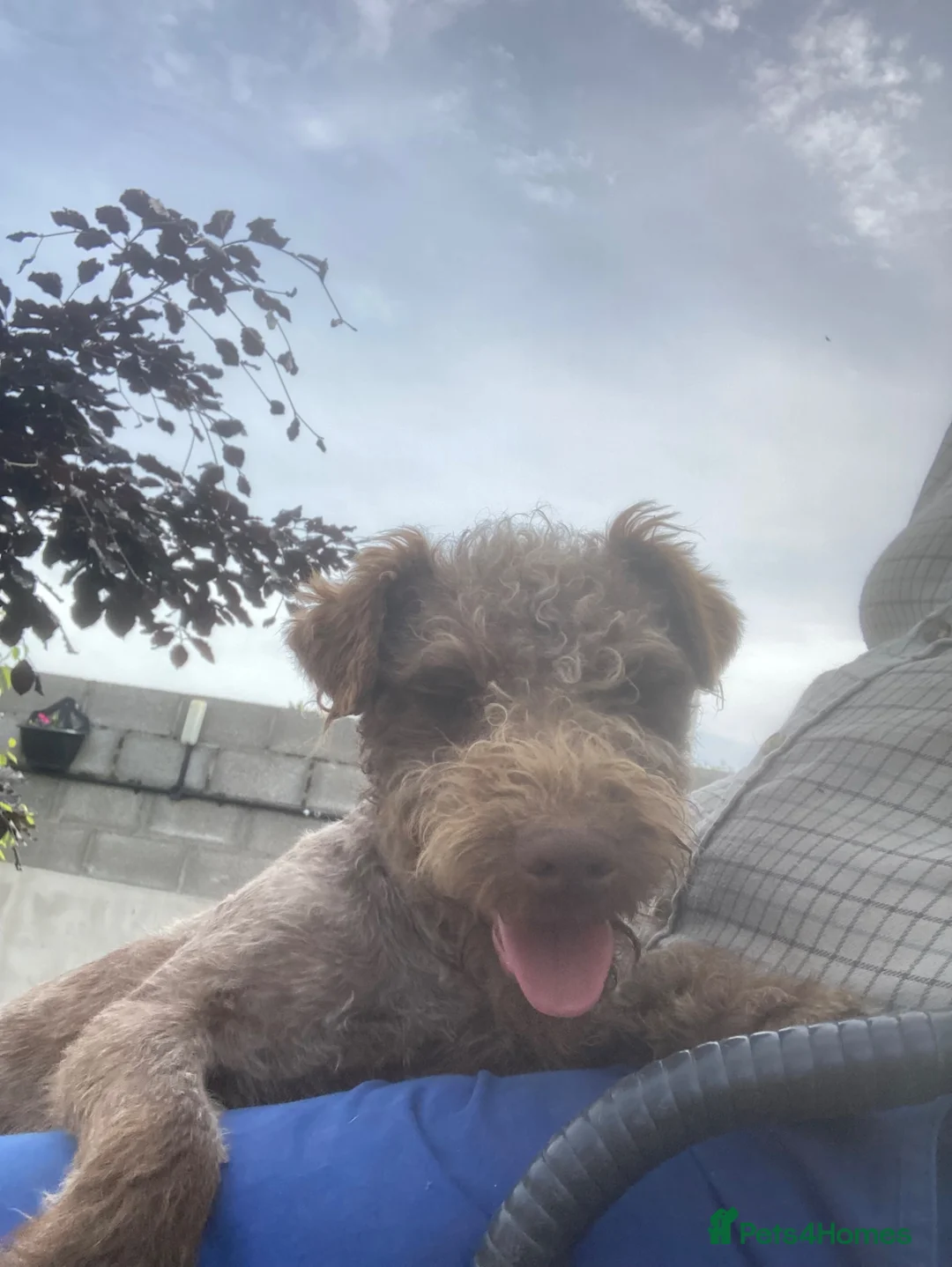 Patterdale Terrier dogs for sale: 3 Patterdale dogs… one 8 mths…. Two 6 months  - Advert 2