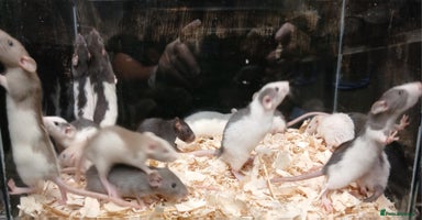 Rat rodents - Advert 1