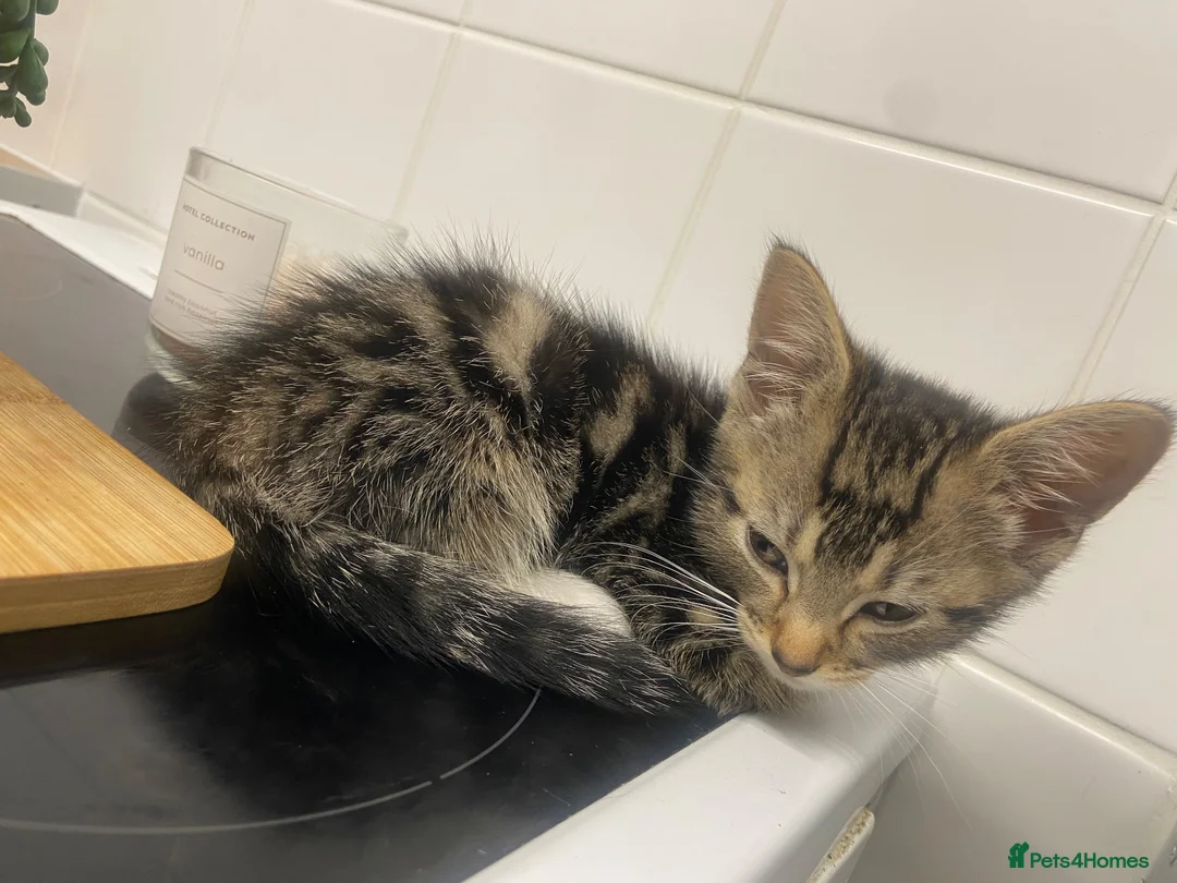 Domestic Shorthair cats for adoption: Boy 10-11 weeks old still tiny  in Birmingham - Advert 2