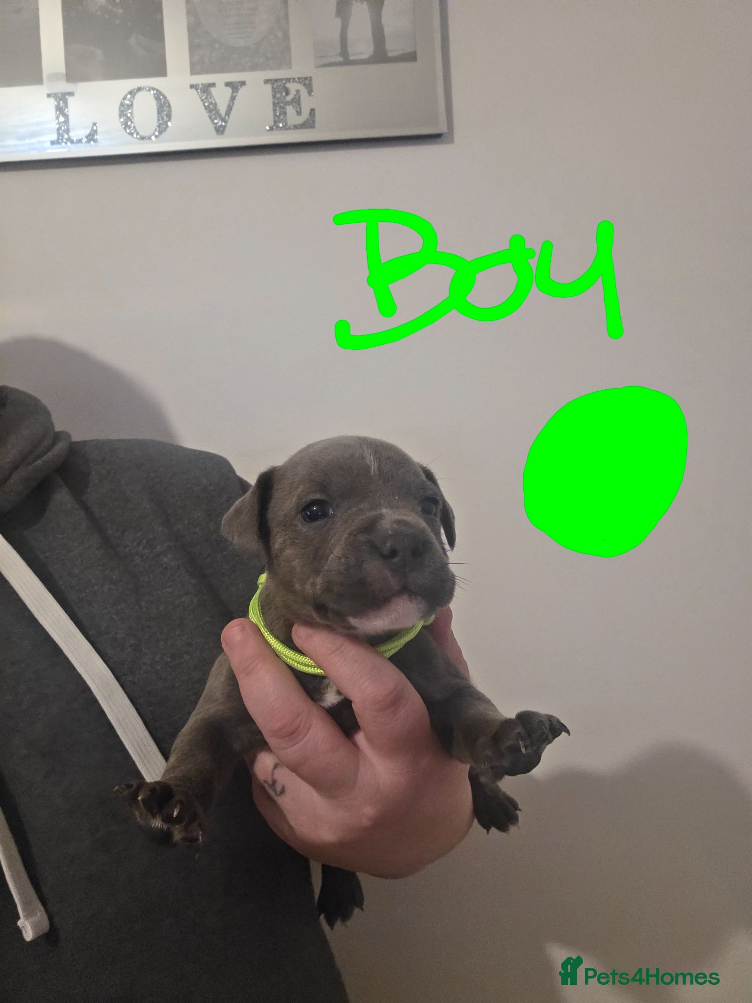 Staffordshire Bull Terrier dogs Staffordshire bull terrier pups  - Advert 9