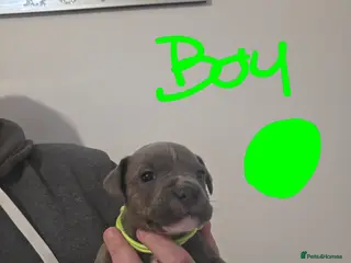 Staffordshire Bull Terrier dogs Staffordshire bull terrier pups - Advert 9