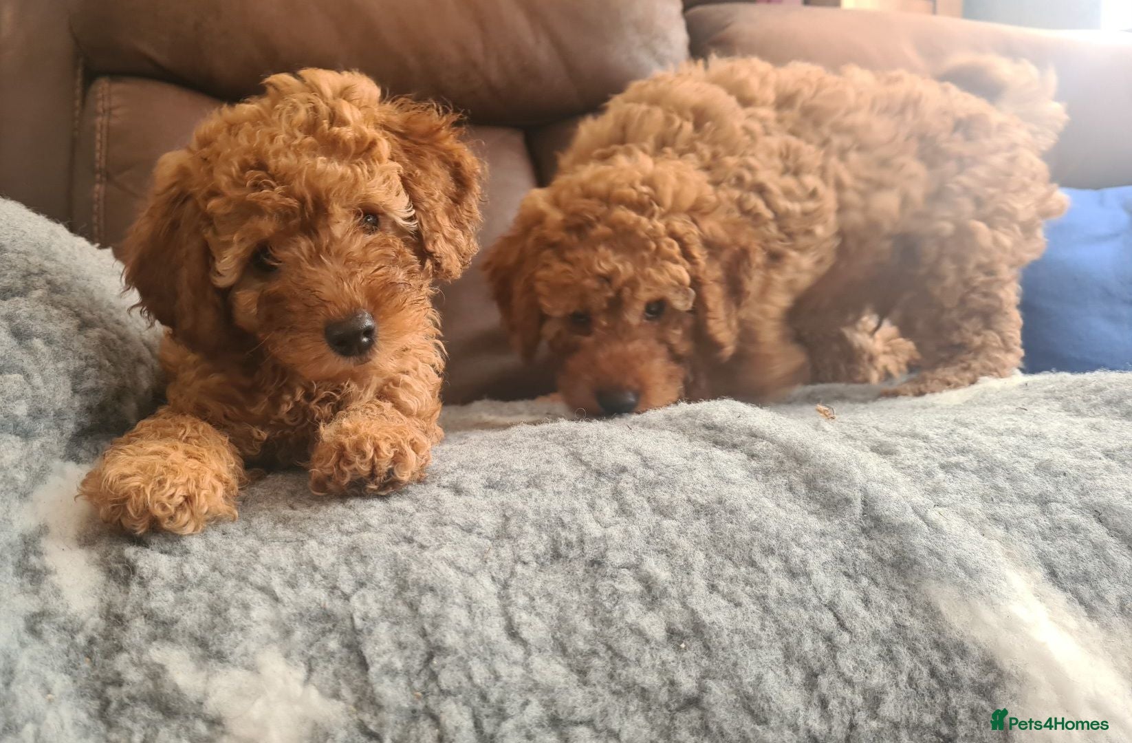 Miniature Poodle dogs KC registered miniature poodles puppies - Advert 2