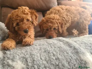 Miniature Poodle dogs KC registered miniature poodles puppies - Advert 2