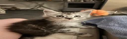 Maine Coon cats for sale: Maine coon stunning silver/blue shaded  - Advert 8