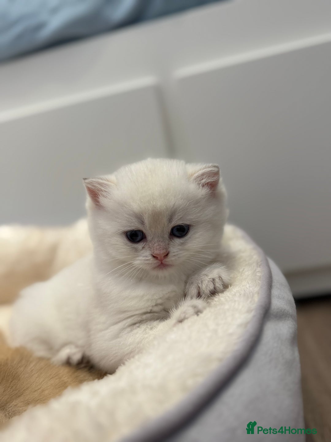 British Shorthair cats for sale: 🌟Adorable Pure BSH 5 kittens 🌟 - Image 4