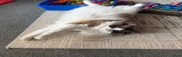 Ragdoll cats for sale: Beautiful GCCF Male Ragdoll 2 years old in Middlesbrough - Advert 15