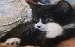 Mixed Breed cats for sale: Fluffy longhaired Kitten with Love Heart Nose  - Image 3