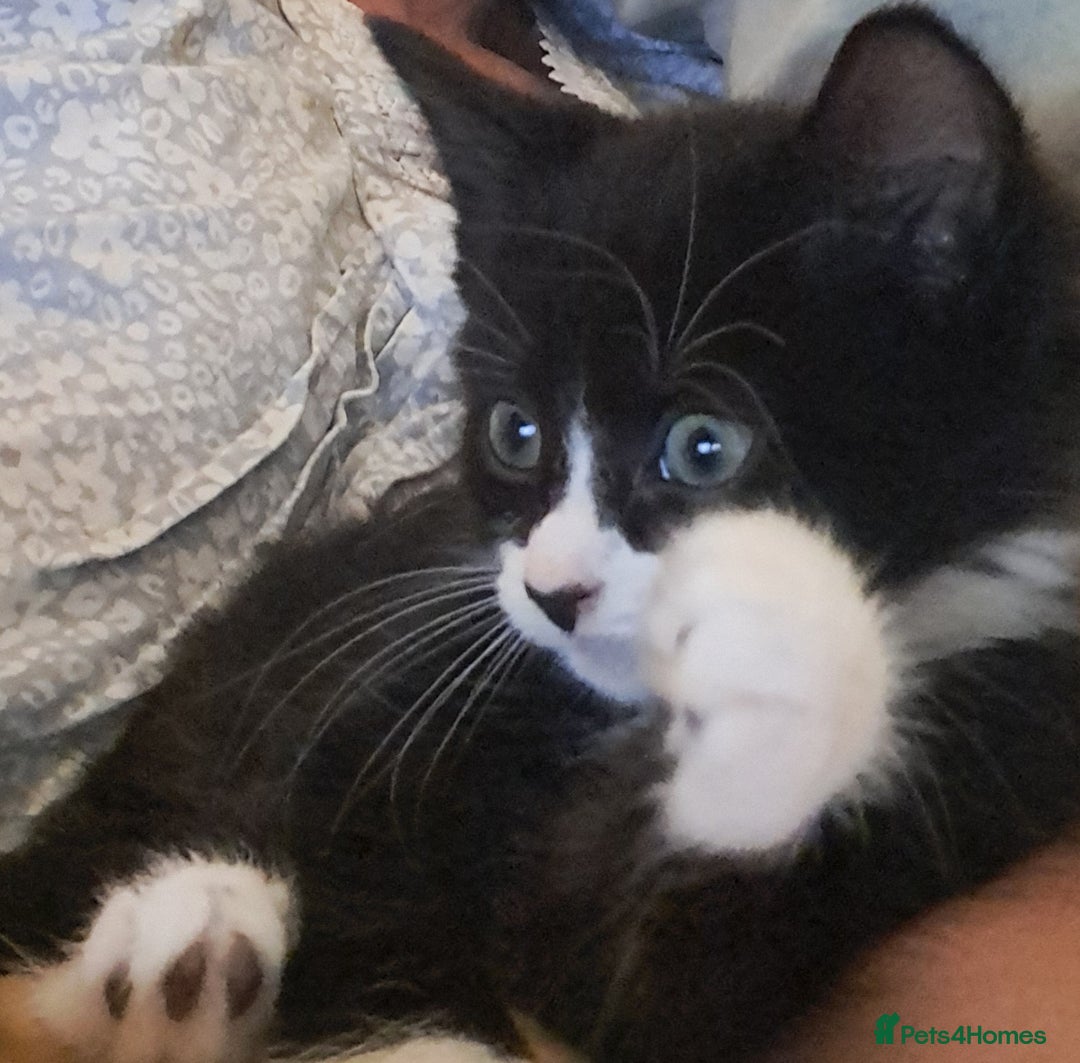 Mixed Breed cats for sale: Fluffy longhaired Kitten with Love Heart Nose  - Image 3