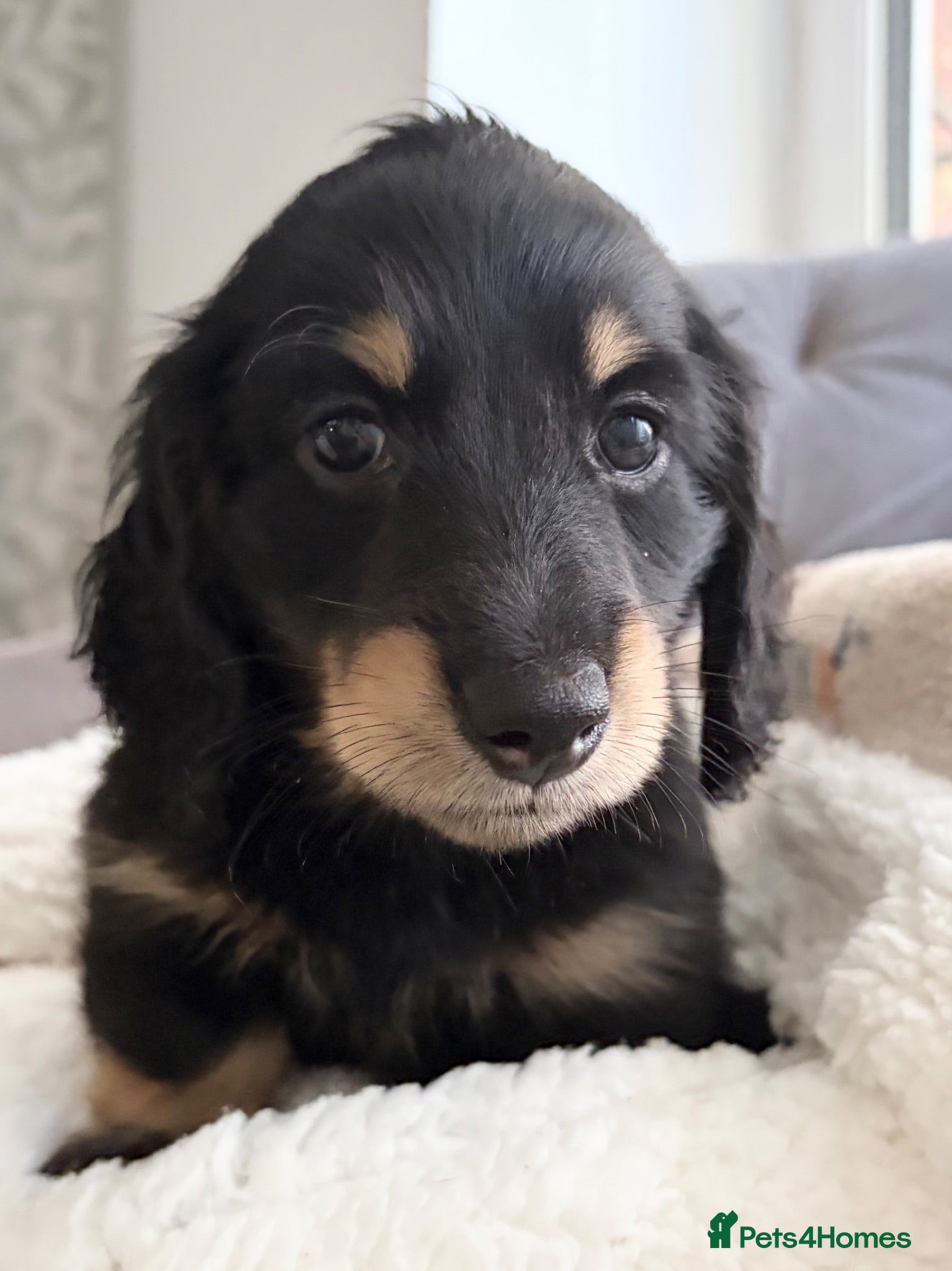 Miniature Dachshund dogs KC Reg, Health Tested Mini Longhaired Puppies  - Advert 1