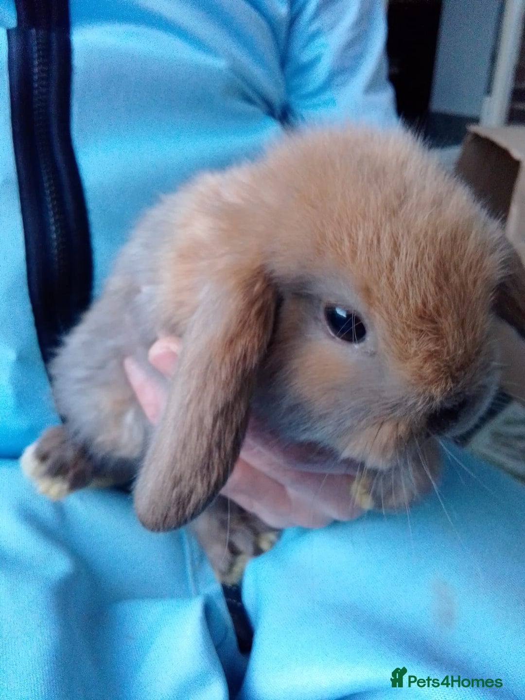 Mini Lop rabbits for sale: Beautiful Mini Lops ready on 14/12 - Advert 23
