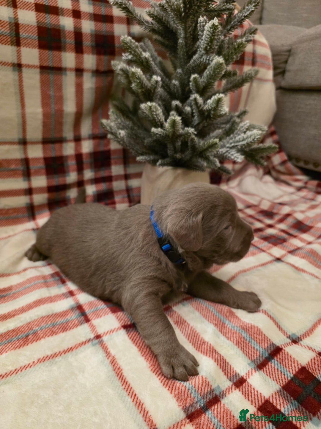 Labrador Retriever dogs for sale: Silver Labrador Puppies For Sale - Advert 23