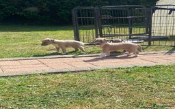 Italian Greyhound dogs for sale: Italian greyhound puppy’s  - Image 3