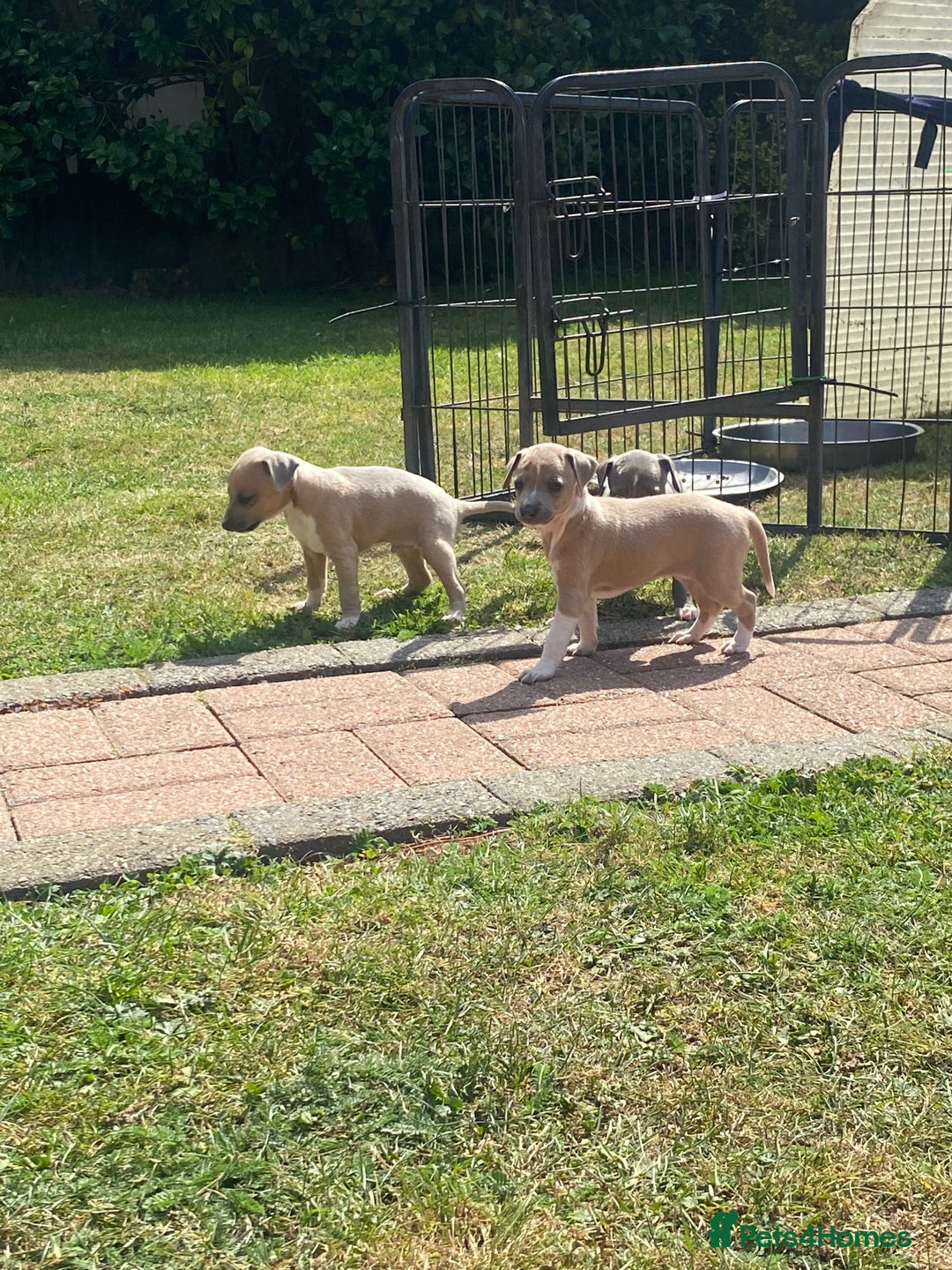 Italian Greyhound dogs for sale: Italian greyhound puppy’s  - Image 3