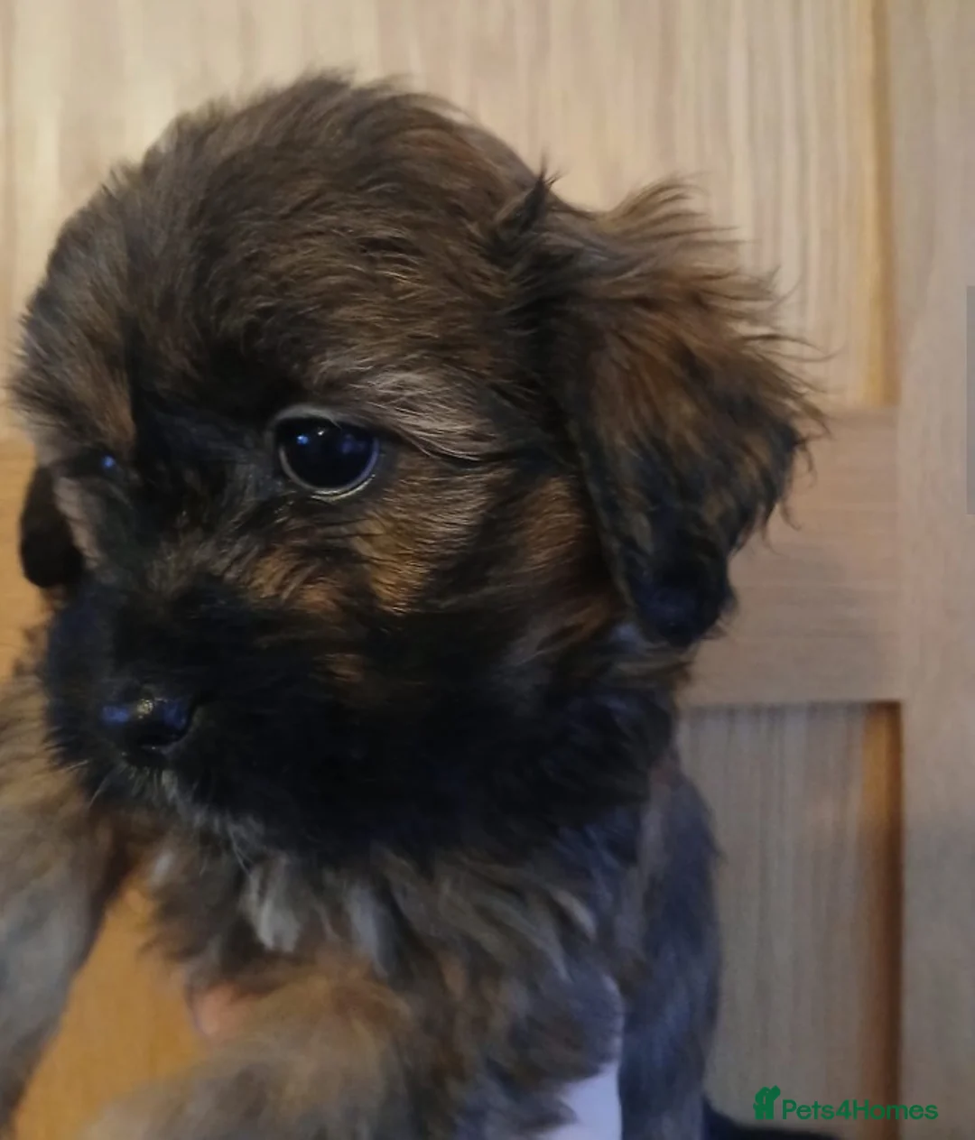 Mixed Breed dogs for sale: 4 beautiful female shipoos available now  - Advert 5