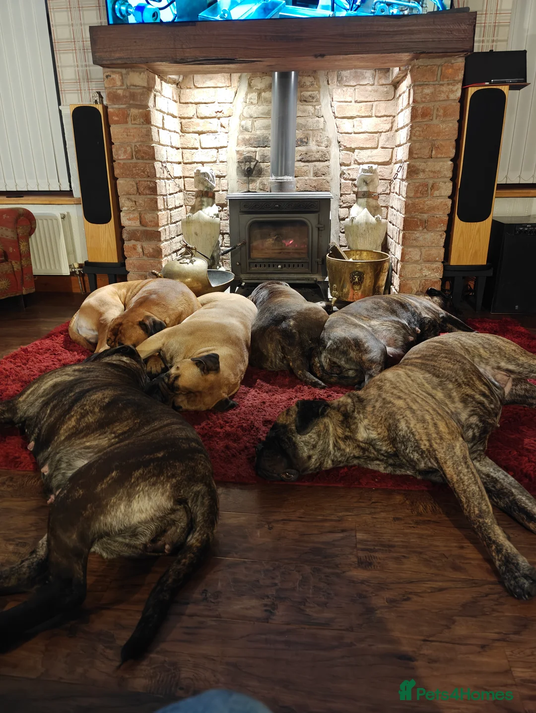 Bullmastiff dogs for sale: KC  reg bullmastiff pups. Health tested parents  - Advert 5