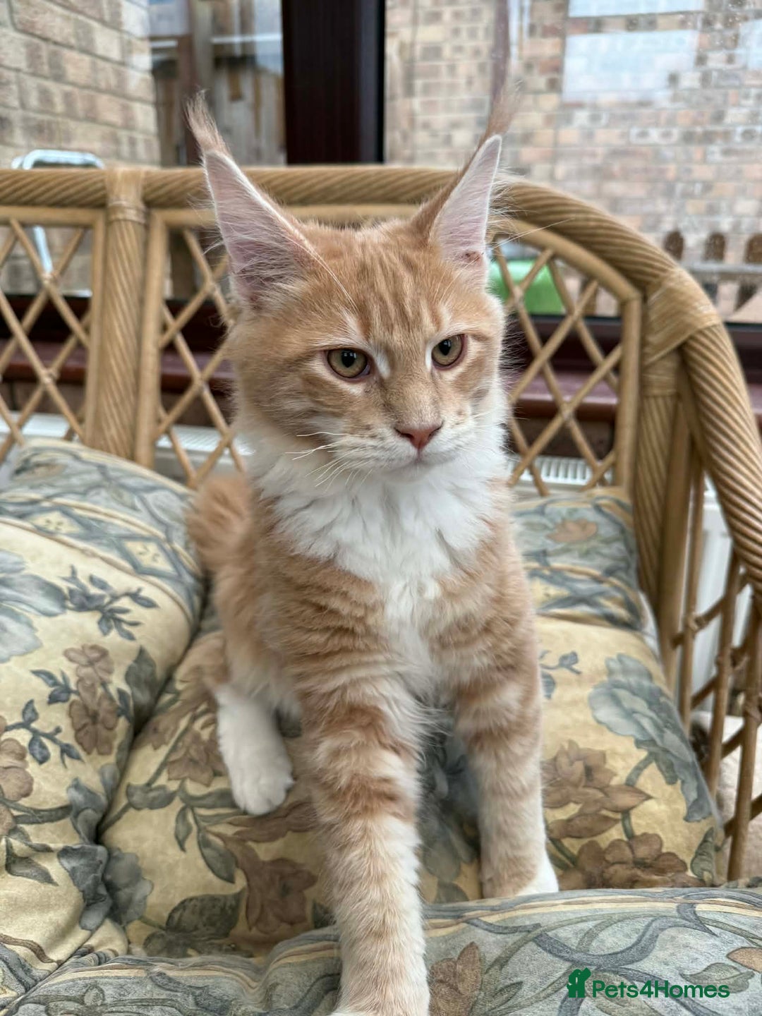 Maine Coon cats for sale: Male TICA Pedigree Maine Coon Kitten - Advert 5