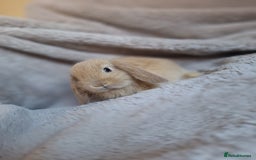 Mini Lop rabbits for sale: Beautiful pure breed mini lops  - Image 1
