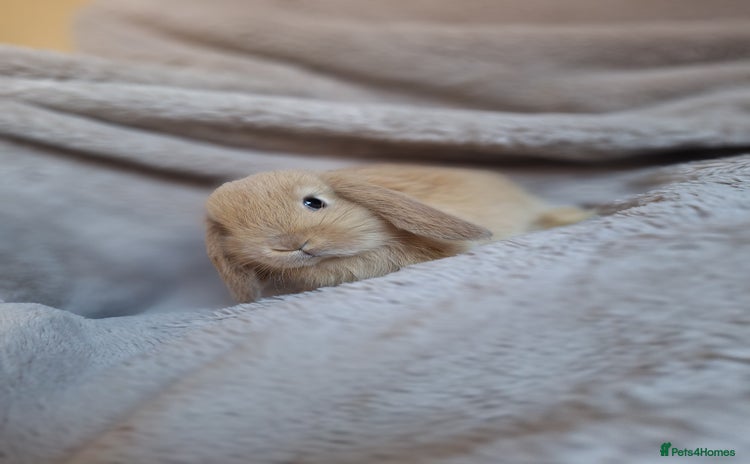 Mini Lop rabbits - Advert 2