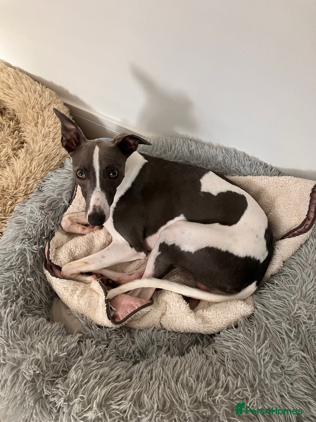 Whippet dogs for sale: Beautiful whippet puppies  - Advert 4