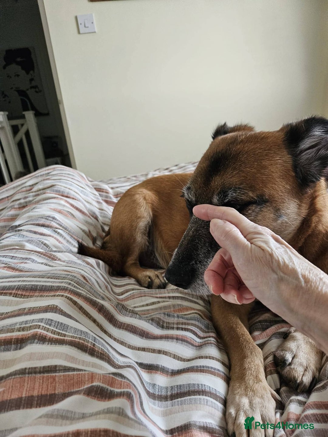 Mixed Breed dogs for adoption: Meet Archie, currently residing in East Sussex - Advert 11