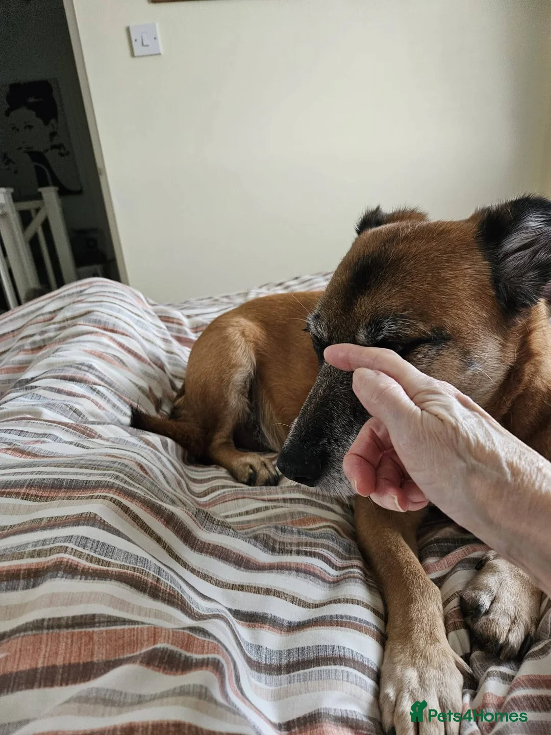 Mixed Breed dogs for adoption: Meet Archie, currently residing in East Sussex - Advert 11