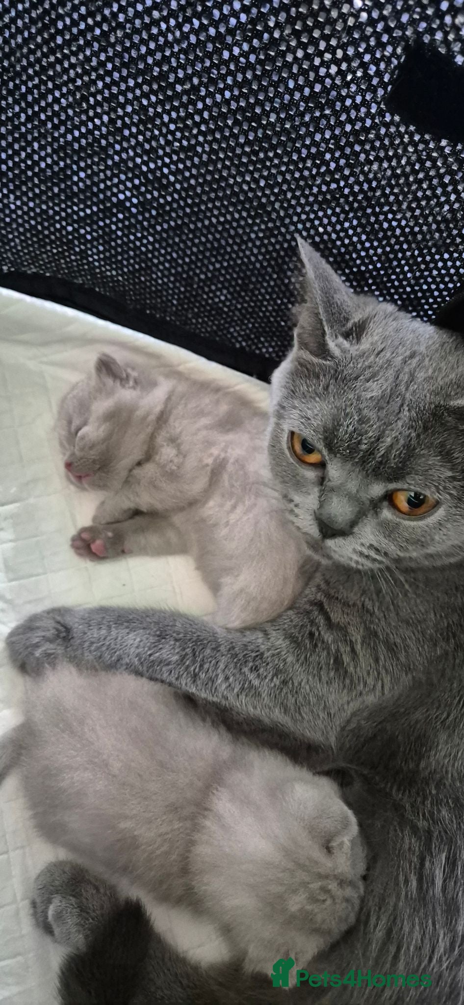 British Shorthair cats 2 Lilac British Shorthair Kittens!  - Advert 2