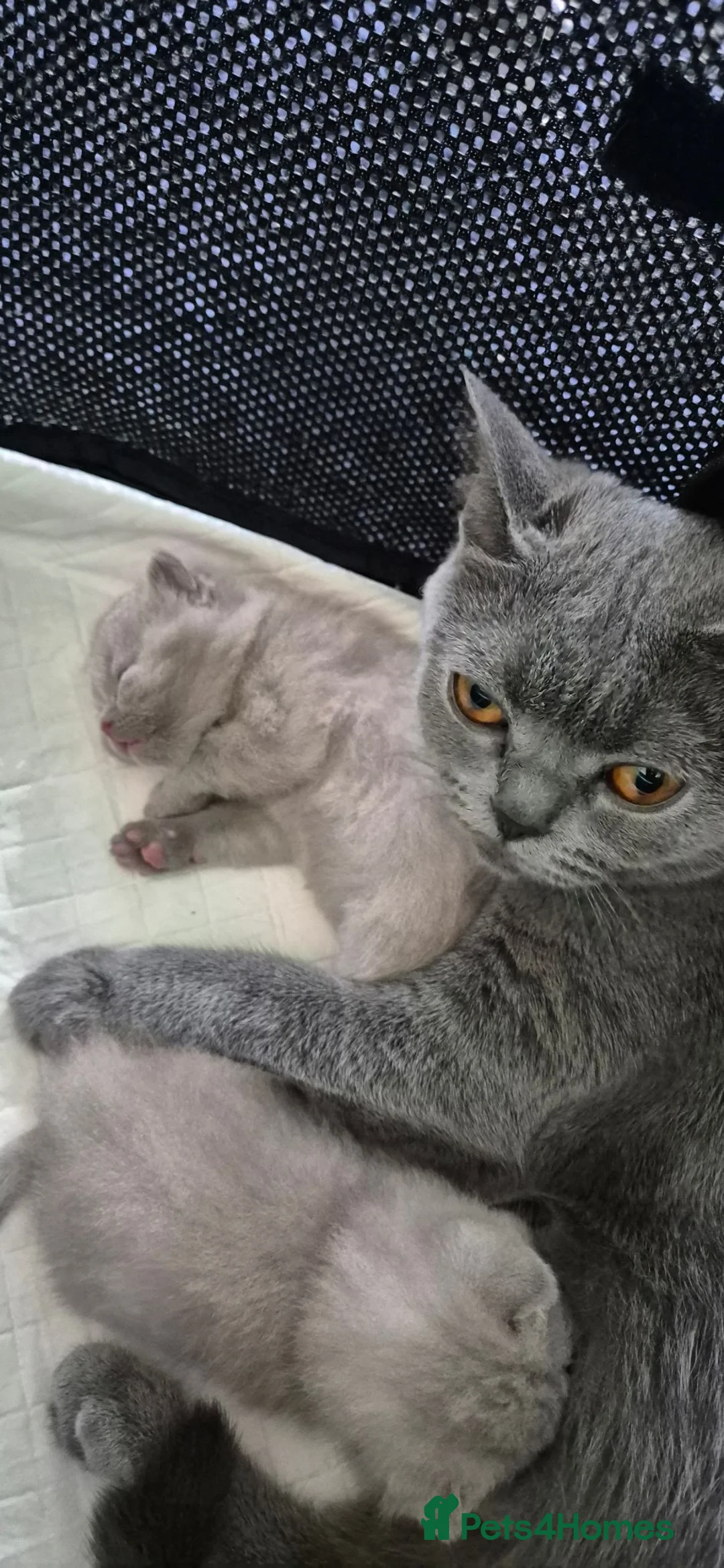 British Shorthair cats for sale: 2 Lilac British Shorthair Kittens!  - Advert 1