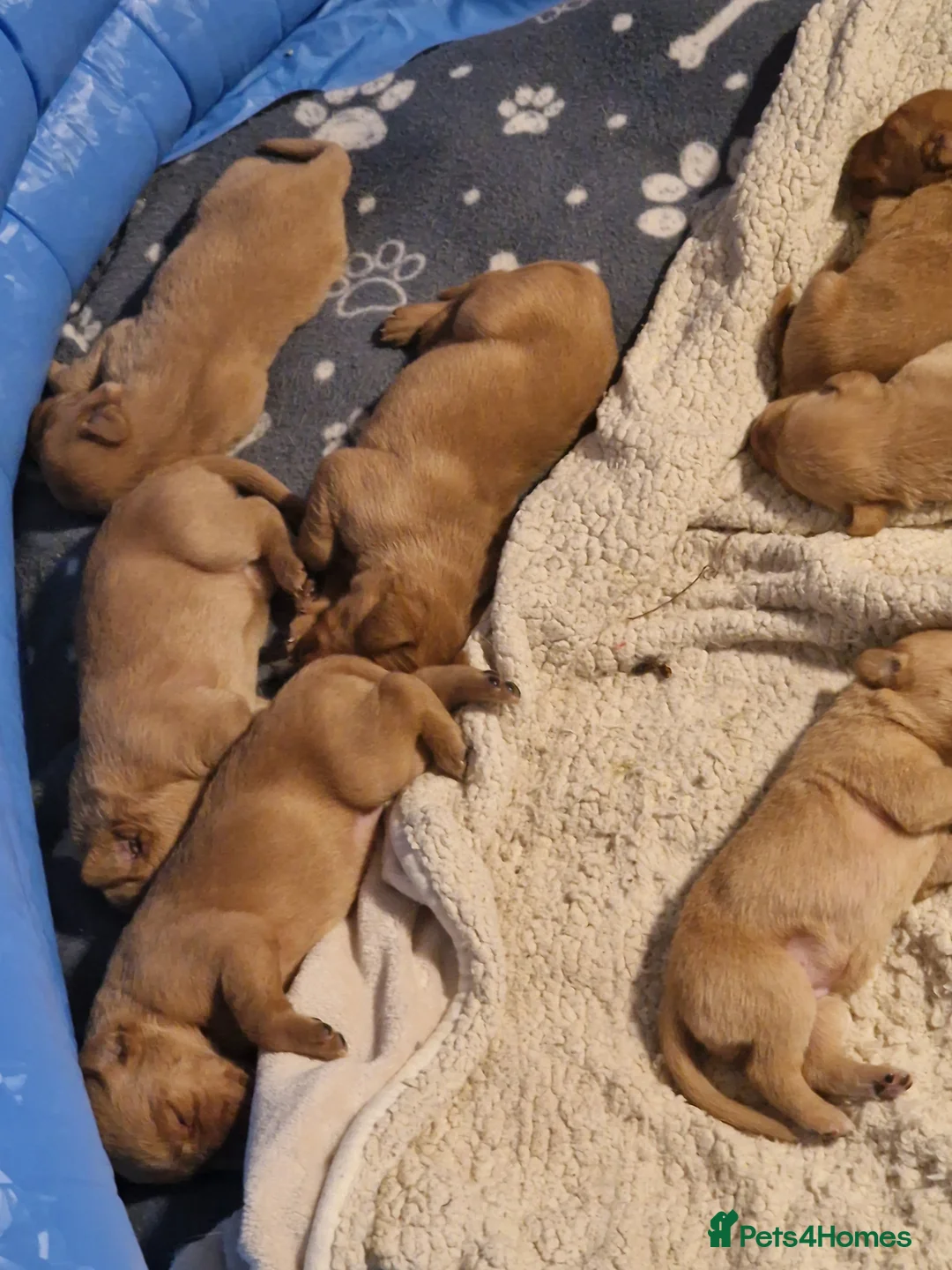 Labrador Retriever dogs for sale: Ready Now! Beautiful Red Fox Labrador Puppies - Advert 23