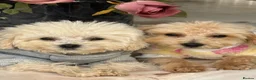 Toy Poodle dogs for sale: Pure Asian Toy poodles/Mom & Dad DNA Tested Clear - Advert 12