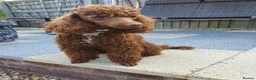 Cockapoo dogs for sale: *Health tested F1 Cockapoo Puppies* - Advert 4