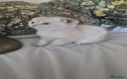 Scottish Fold cats for sale: Beautiful Girl ready to go - Image 7