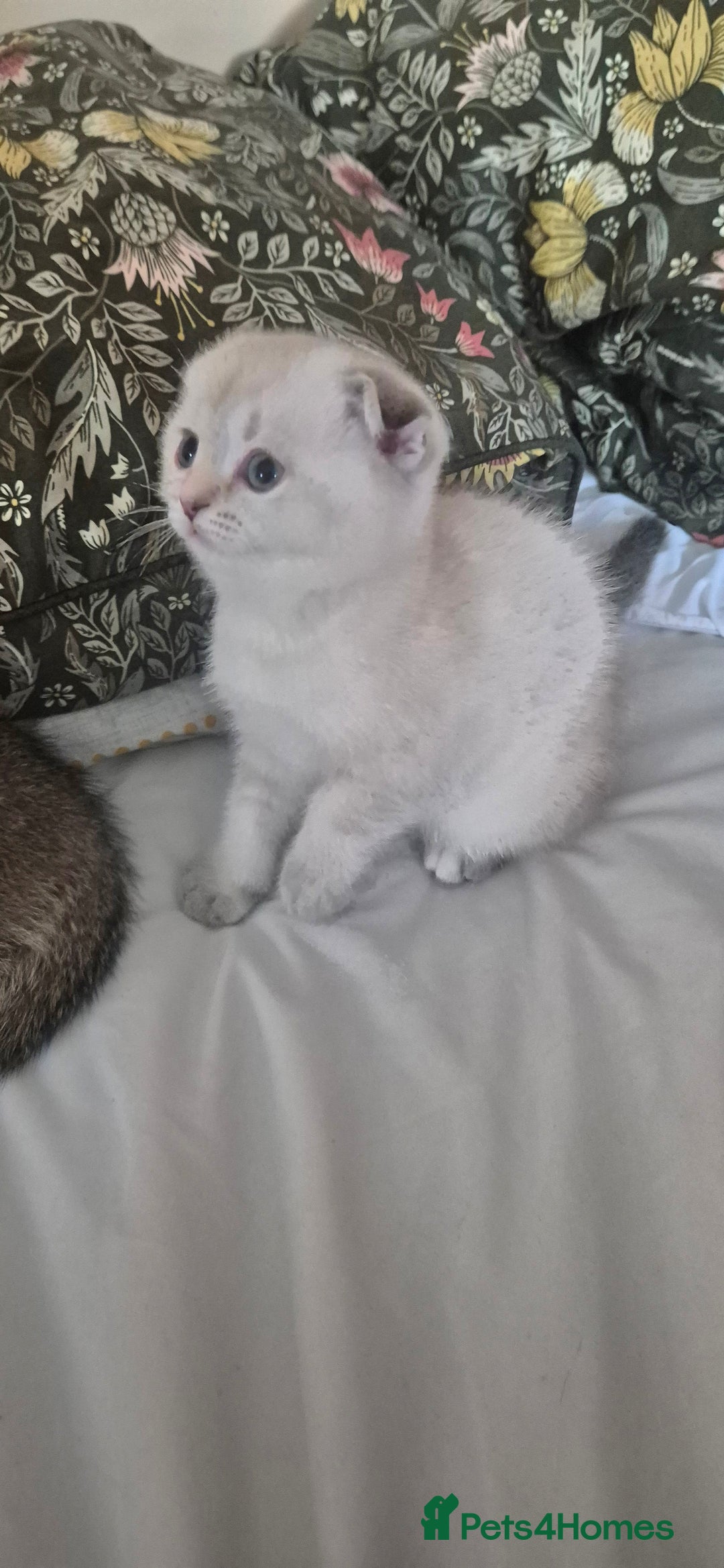 Scottish Fold cats for sale: Beautiful Girl ready to go - Image 7
