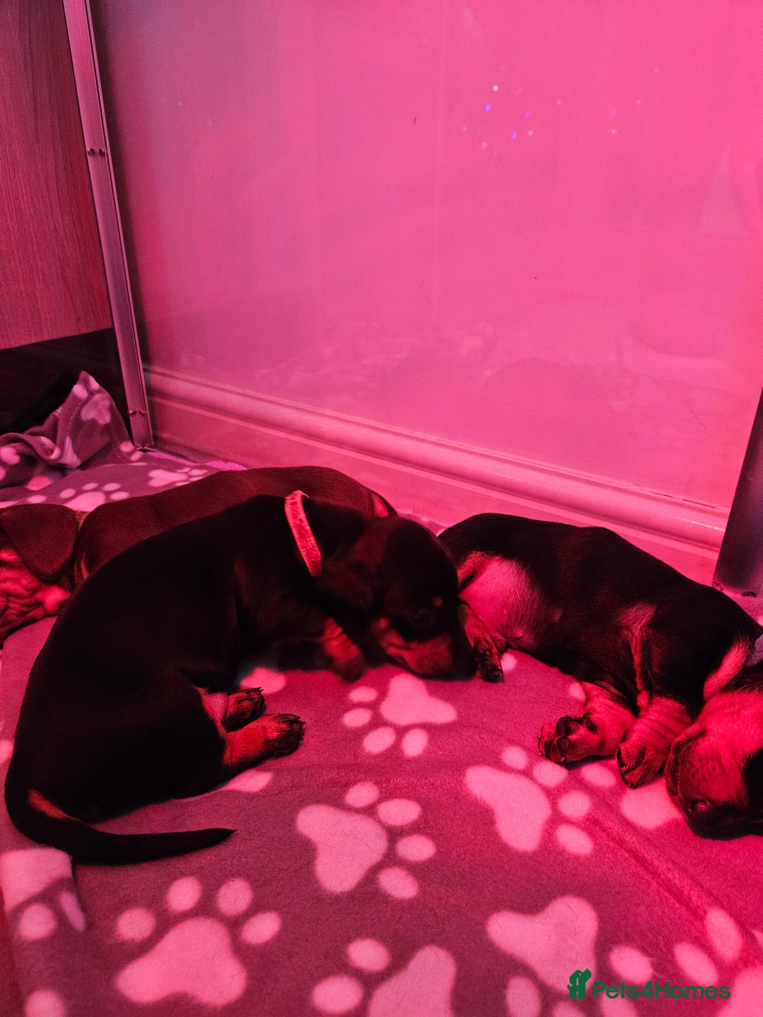 Dachshund dogs for sale: Puppies for sale - Advert 12