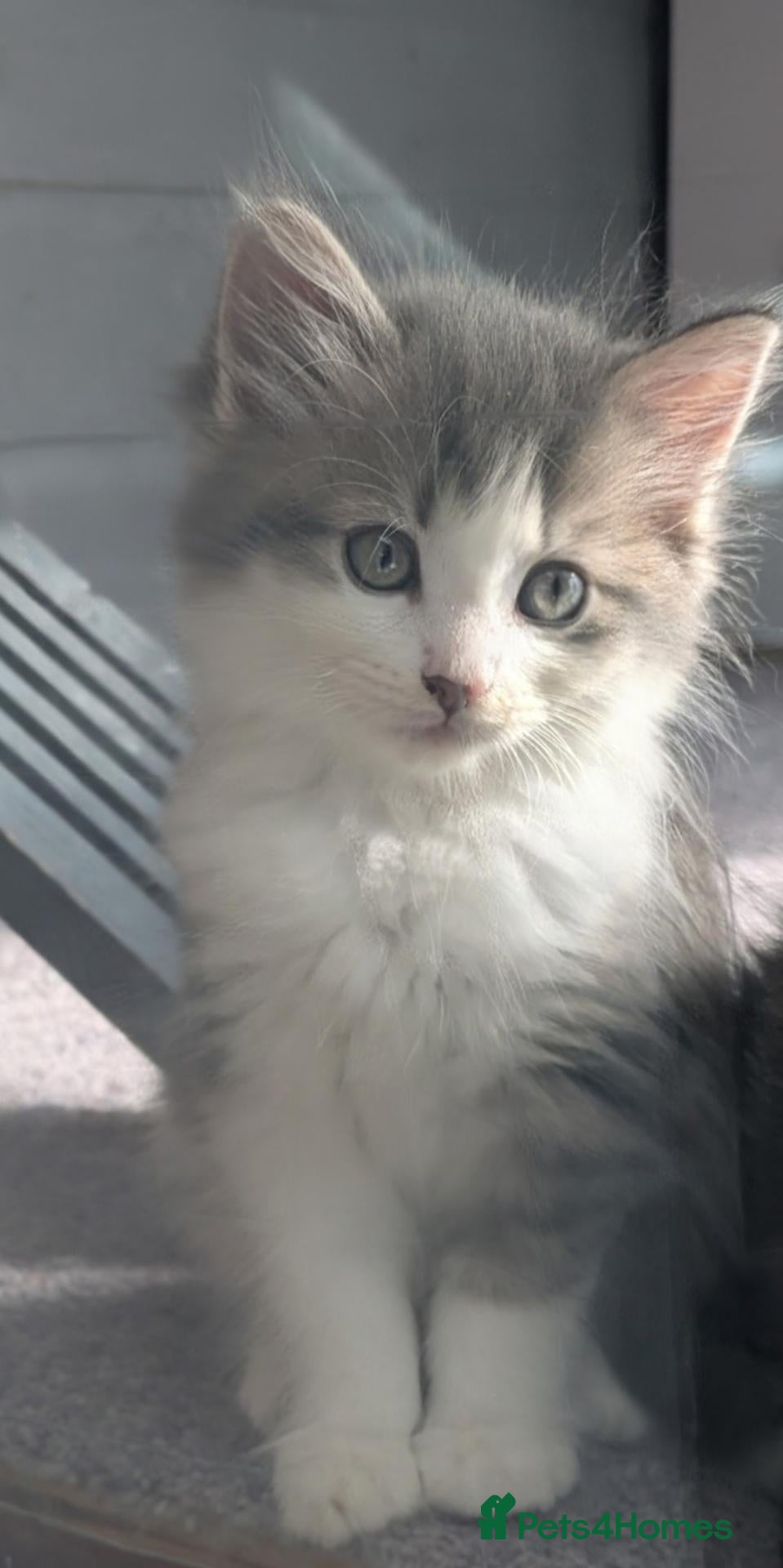 Maine Coon cats !!READY NOW last Boy!! - Advert 16
