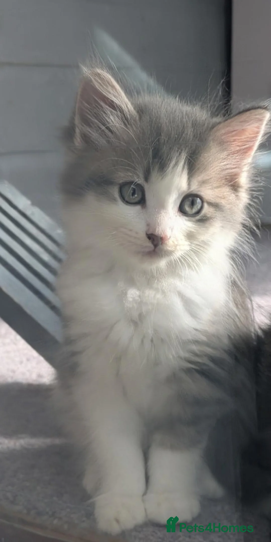 Maine Coon cats for sale: !!READY NOW last Boy!! - Advert 1