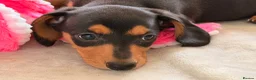 Miniature Dachshund dogs for sale: Pra clear mini dachshunds  - Advert 33