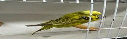 Budgerigars birds for sale: English budgies - Advert 2