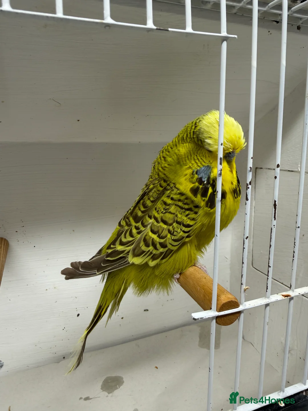 Budgerigars birds for sale: English budgies - Advert 2