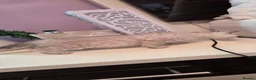 Bengal cats for sale: Beautiful Bengal kittens  in Leicester - Advert 20