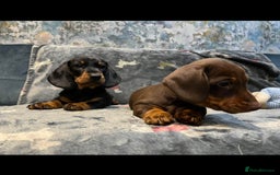Miniature Dachshund dogs for sale: Available puppies at DELLM DAXIES 🐶 - Image 2