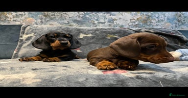 Miniature Dachshund dogs - Advert 5