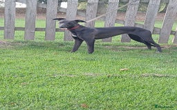 Whippet dogs for sale: Whippet bitch 8 months old  - Image 3