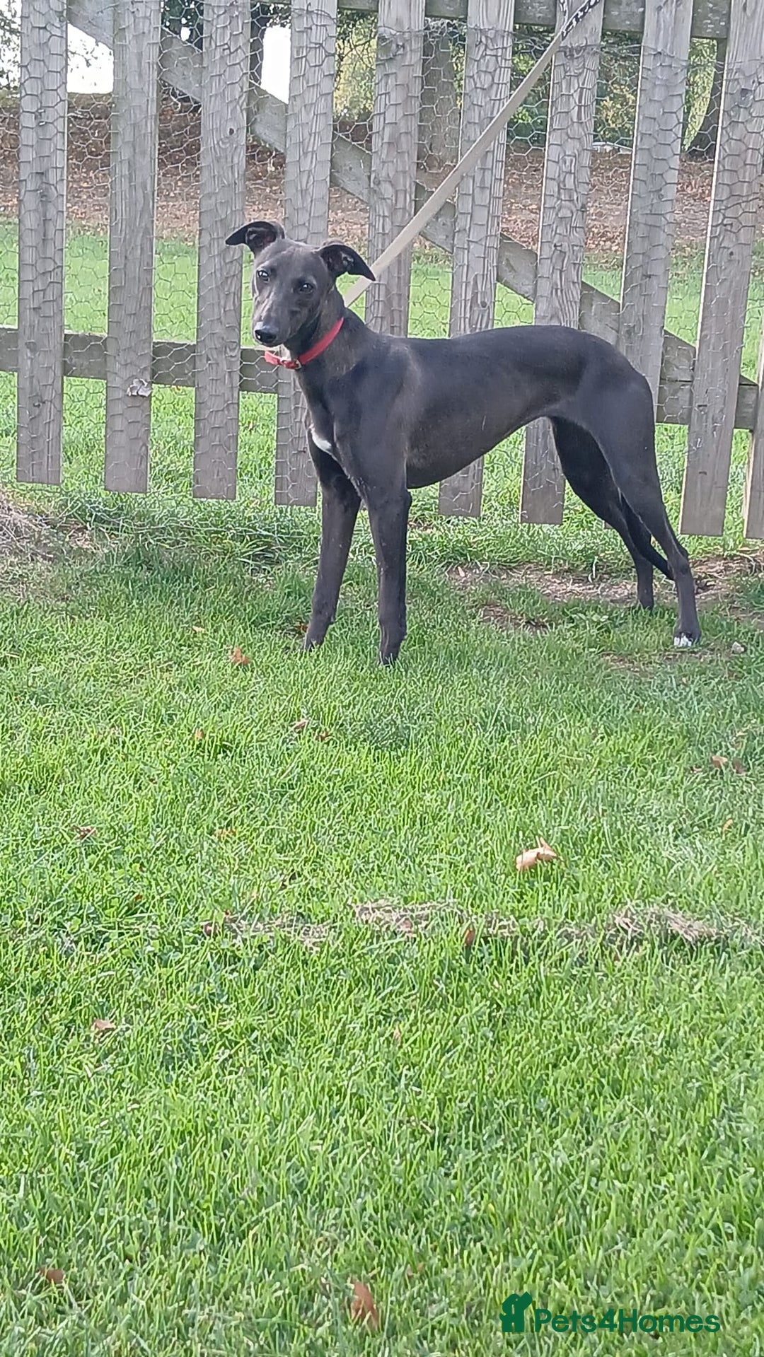 Whippet dogs for sale: Whippet bitch 8 months old  - Image 3