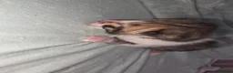 Bengal cats for sale: Purebred Bengal Kittens Available for Reservation  - Advert 3