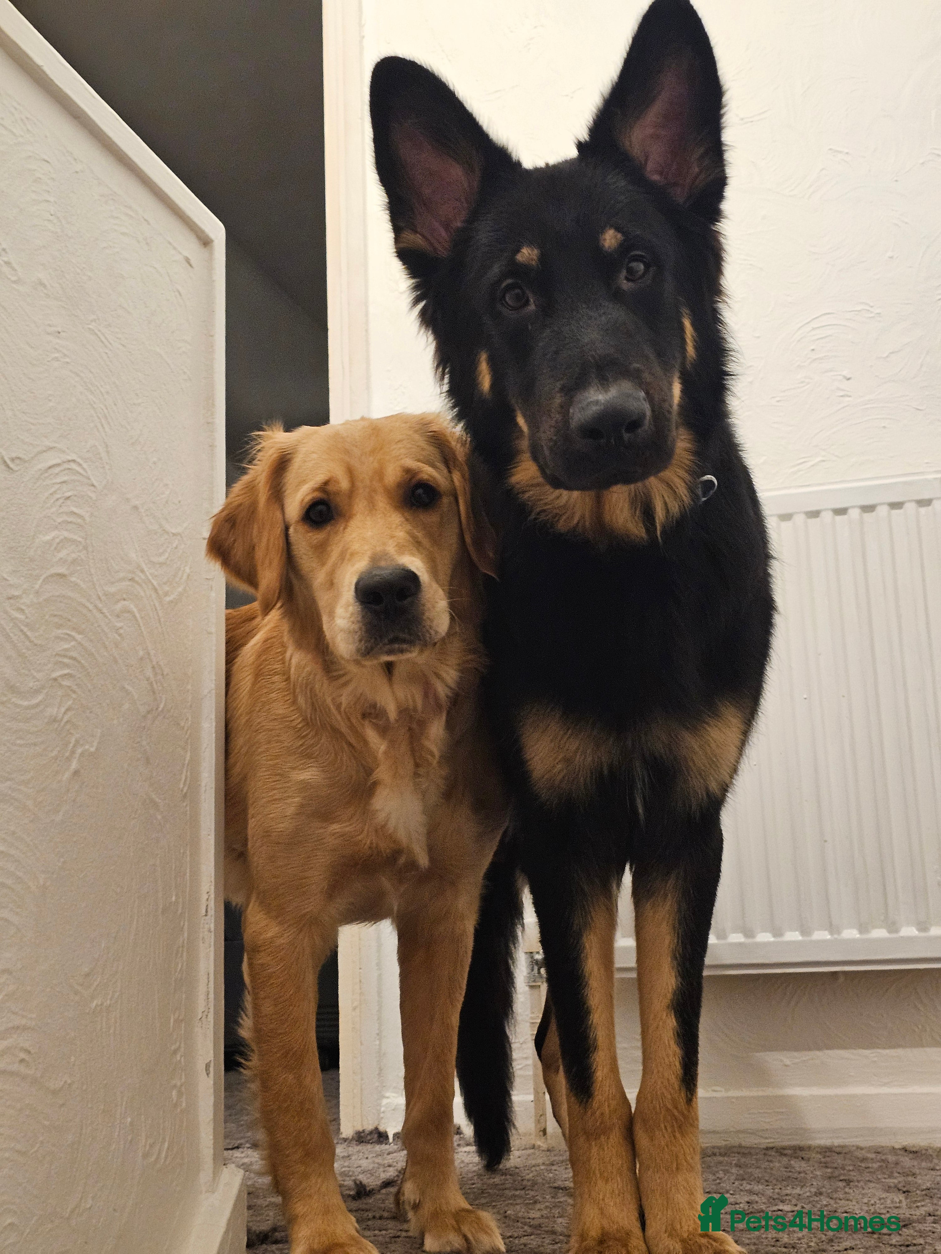 Mixed Breed dogs Golden Shepherd pup - Advert 1