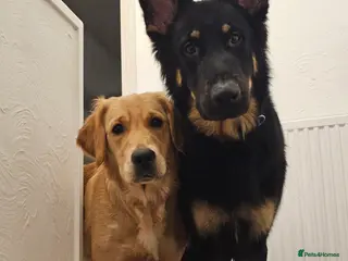 Mixed Breed dogs Golden Shepherd pup - Advert 15